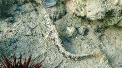 Parablennius tentacularis