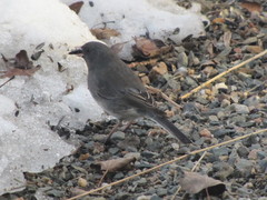 Junco hyemalis image