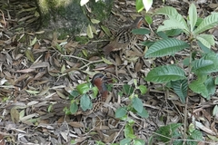 Bambusicola thoracicus