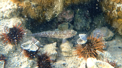 Gobius fallax