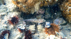 Gobius fallax