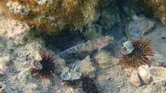 Gobius fallax