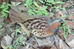 Bambusicola thoracicus