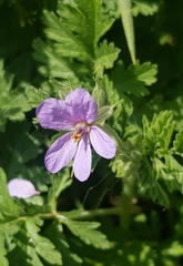 Erodium