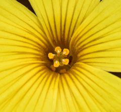 Oxalis pachyrhiza