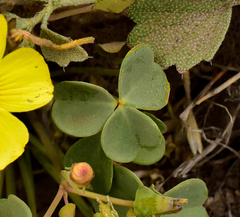 Oxalis pachyrhiza