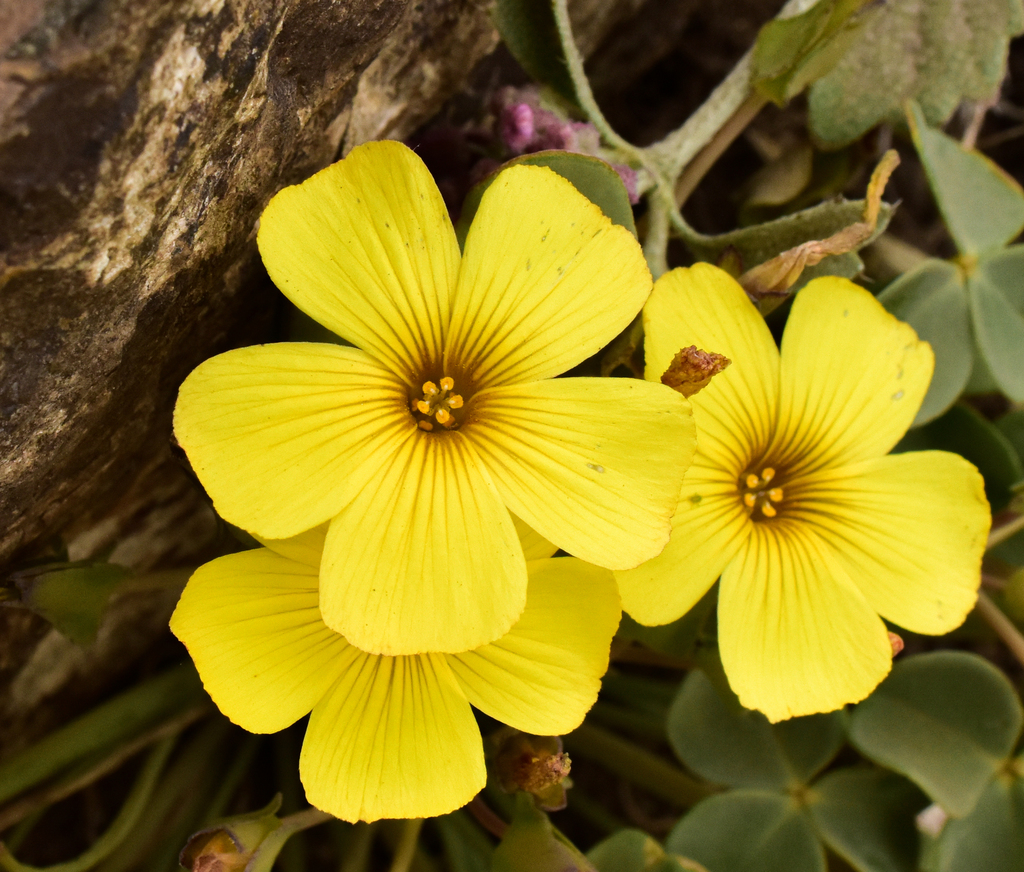 Oxalis pachyrrhiza
