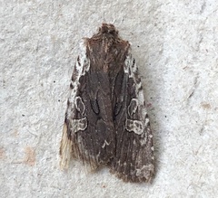 Lithophane oriunda