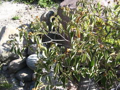 Croton ruizianus