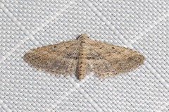 Araeopteron canescens