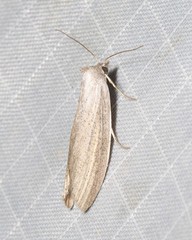 Prionopterina grammatistis