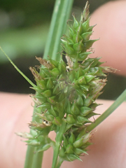 Carex polystachya