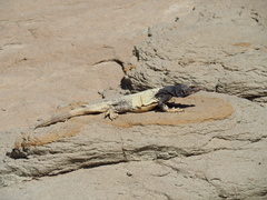 Sauromalus