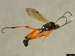 Tricholabus