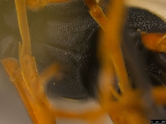 Tricholabus