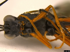 Tricholabus