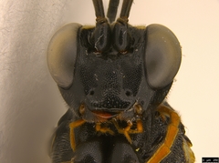 Tricholabus