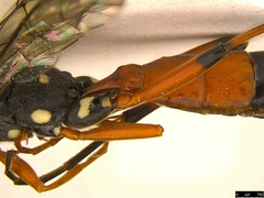 Tricholabus