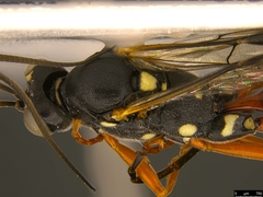 Tricholabus