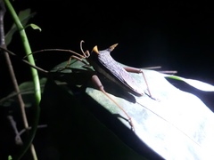 Aspilosterna lateralis