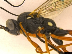 Tricholabus