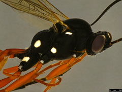 Tricholabus