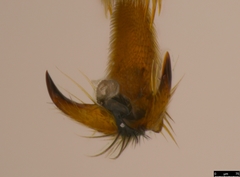 Tricholabus