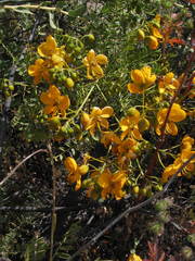 Senna birostris