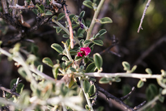 Indigofera obcordata