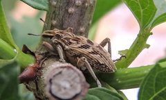 Coniocleonus excoriatus