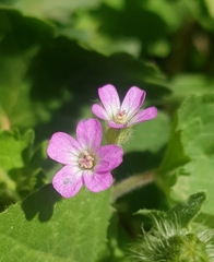 Geranium rotundifolium