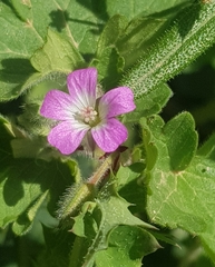 Geranium rotundifolium