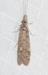Triplectidinae