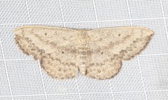 Scopula hypochra