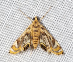 Margarosticha repetitalis