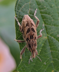 Coniocleonus excoriatus