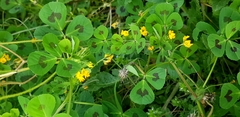 Medicago arabica