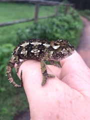 Trioceros laterispinis