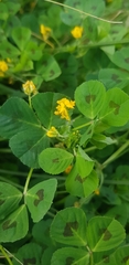 Medicago arabica