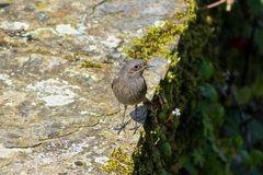 Phoenicurus ochruros