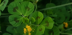 Medicago arabica