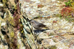 Phoenicurus ochruros