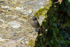 Phoenicurus ochruros