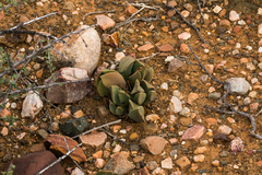 Pleiospilos compactus