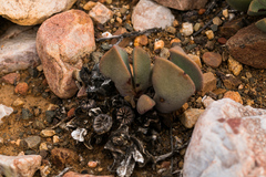 Pleiospilos compactus