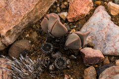 Pleiospilos compactus