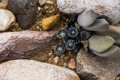 Pleiospilos compactus