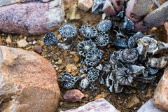 Pleiospilos compactus