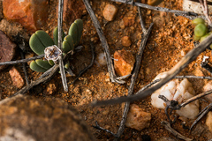 Antimima piscodora