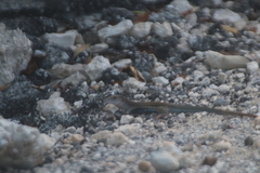 Aspidoscelis angusticeps angusticeps